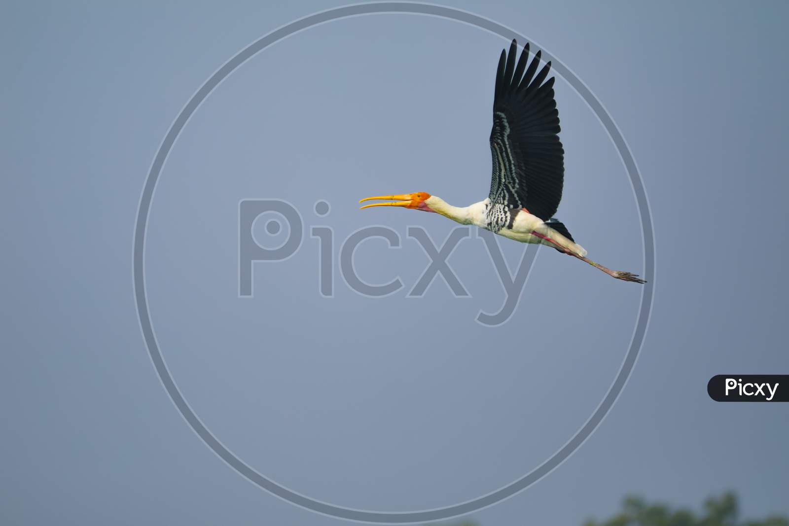 Yellow-billed stork flying