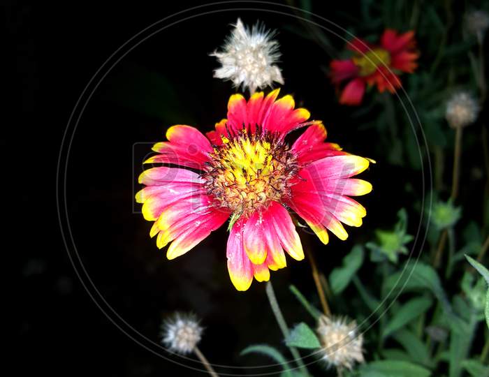 Colour flower