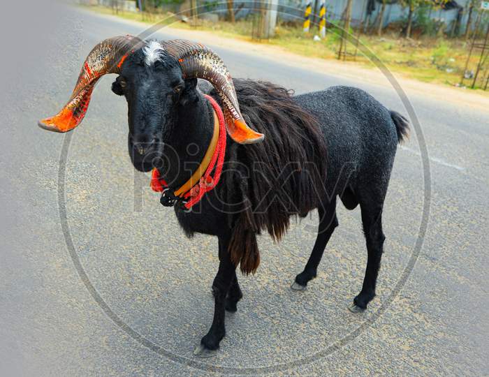 Black sheep decorated In India at festival time