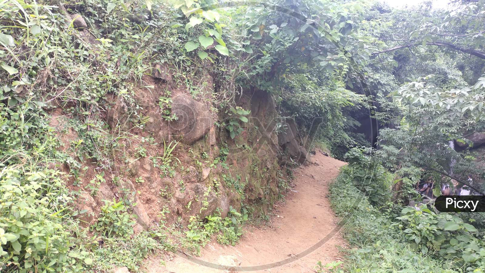 road in jungle