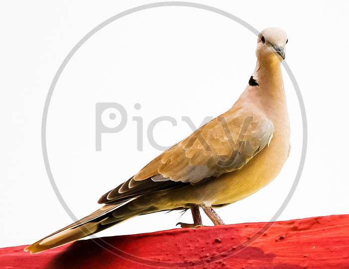 Indian Dove bird