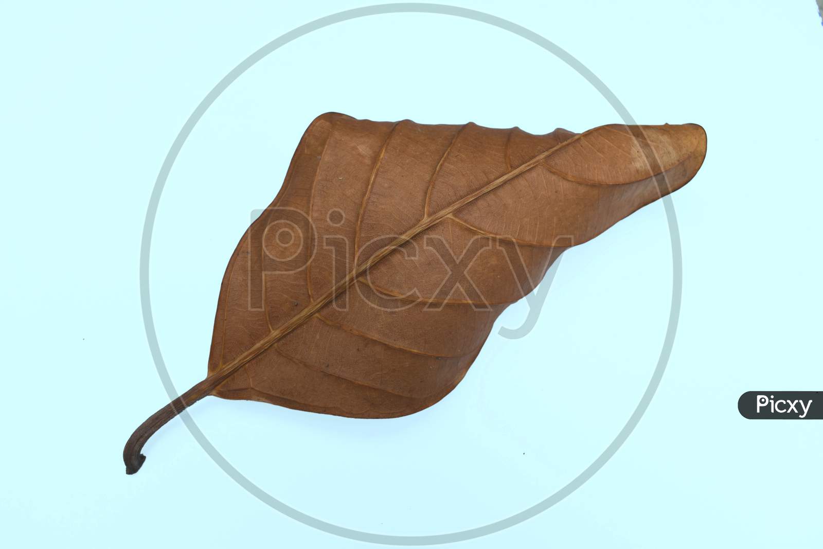 Beautiful Dry Leaf