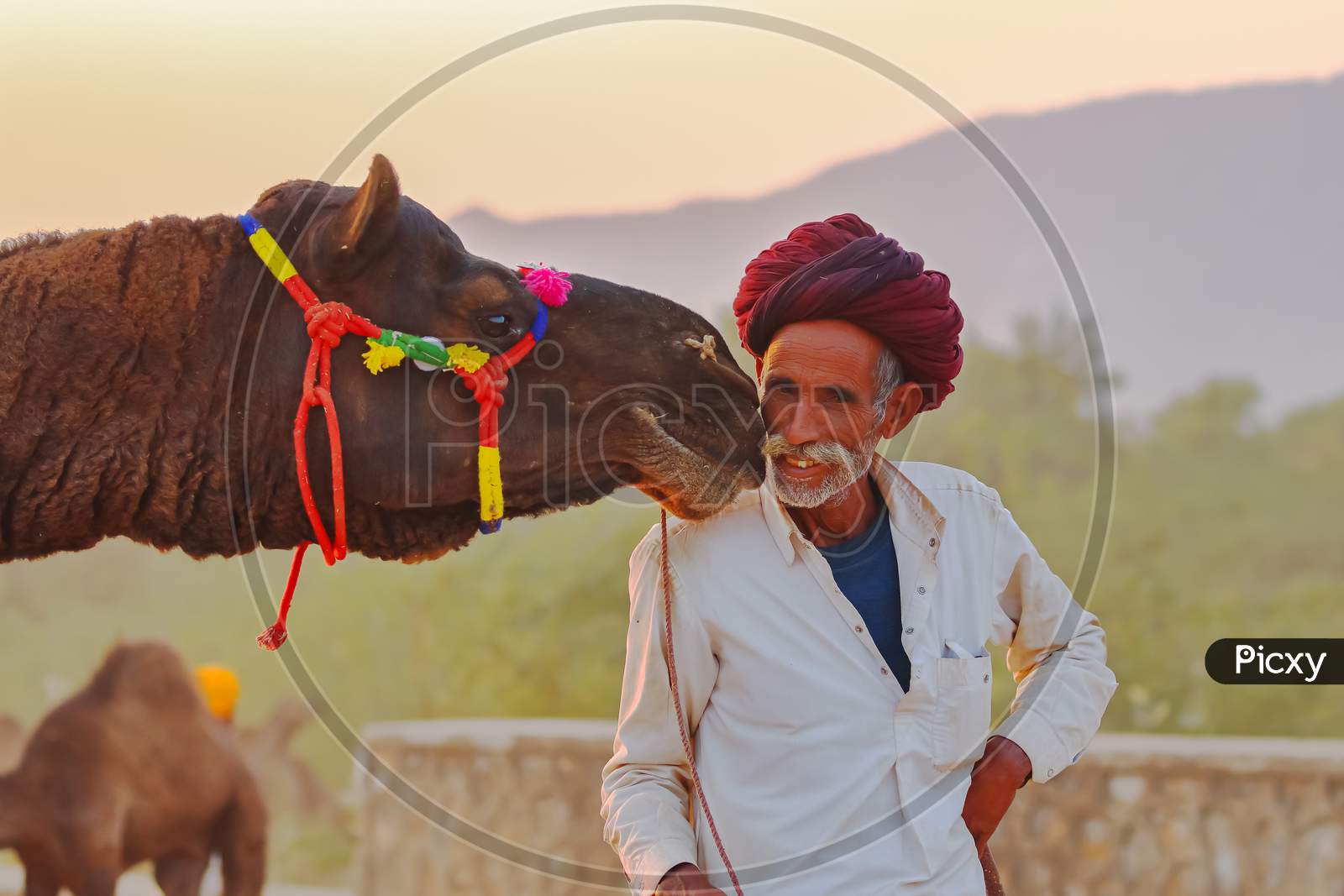 A camel at pushkar fair touching his herders face