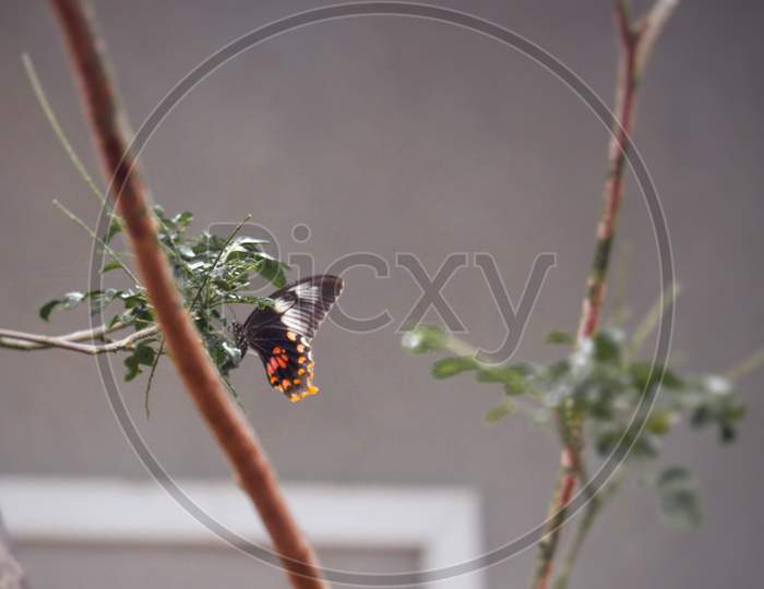 Butterfly on tree