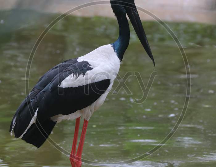 Black-Necked Crane bird