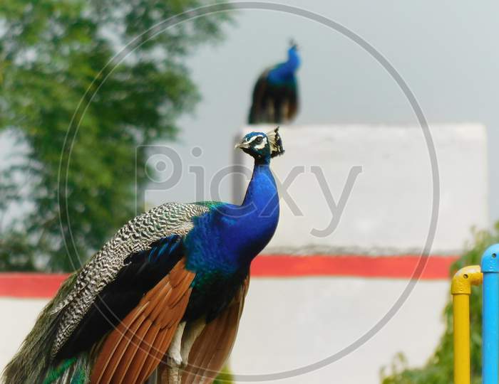 Beautiful Peacock on garden