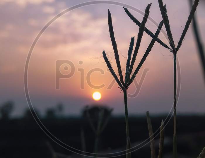 A close up shot of a small grass in sunrise.