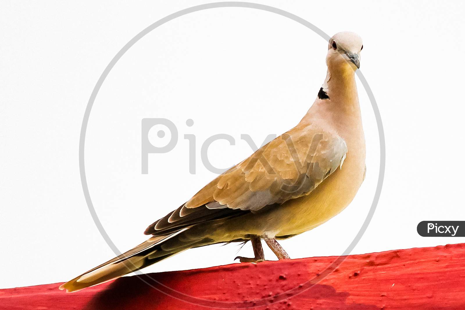 Indian Dove bird