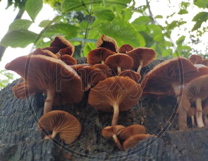 Wild or Red mushrooms.