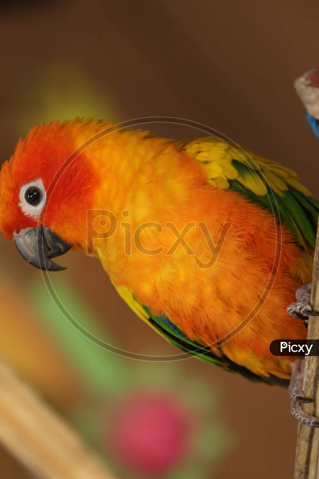 Sun Conure Parrot Orange Red Yellow