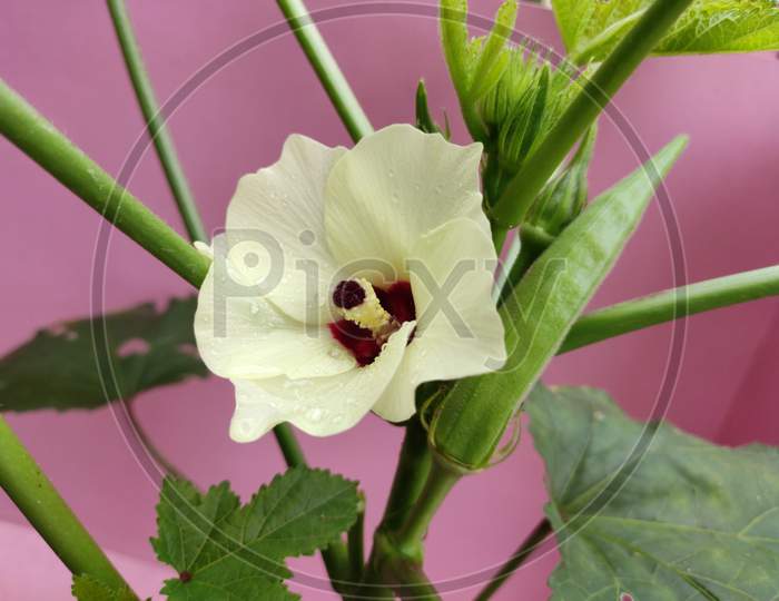 Lady's finger with their flower.