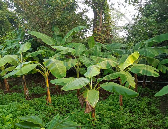 Banana tree in forest