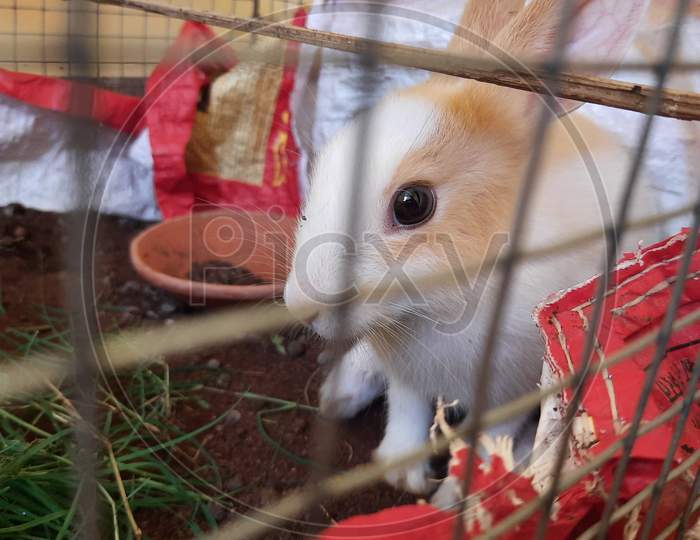 Rabbit in Cage