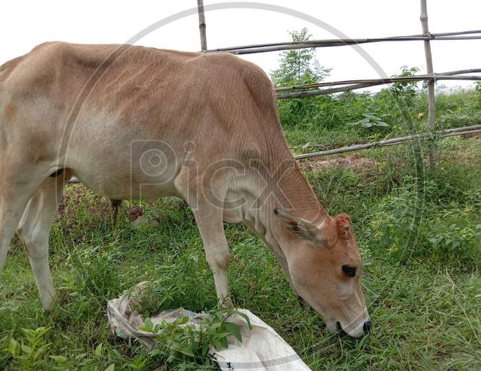 A Brown Colored Cow Eating The Grass