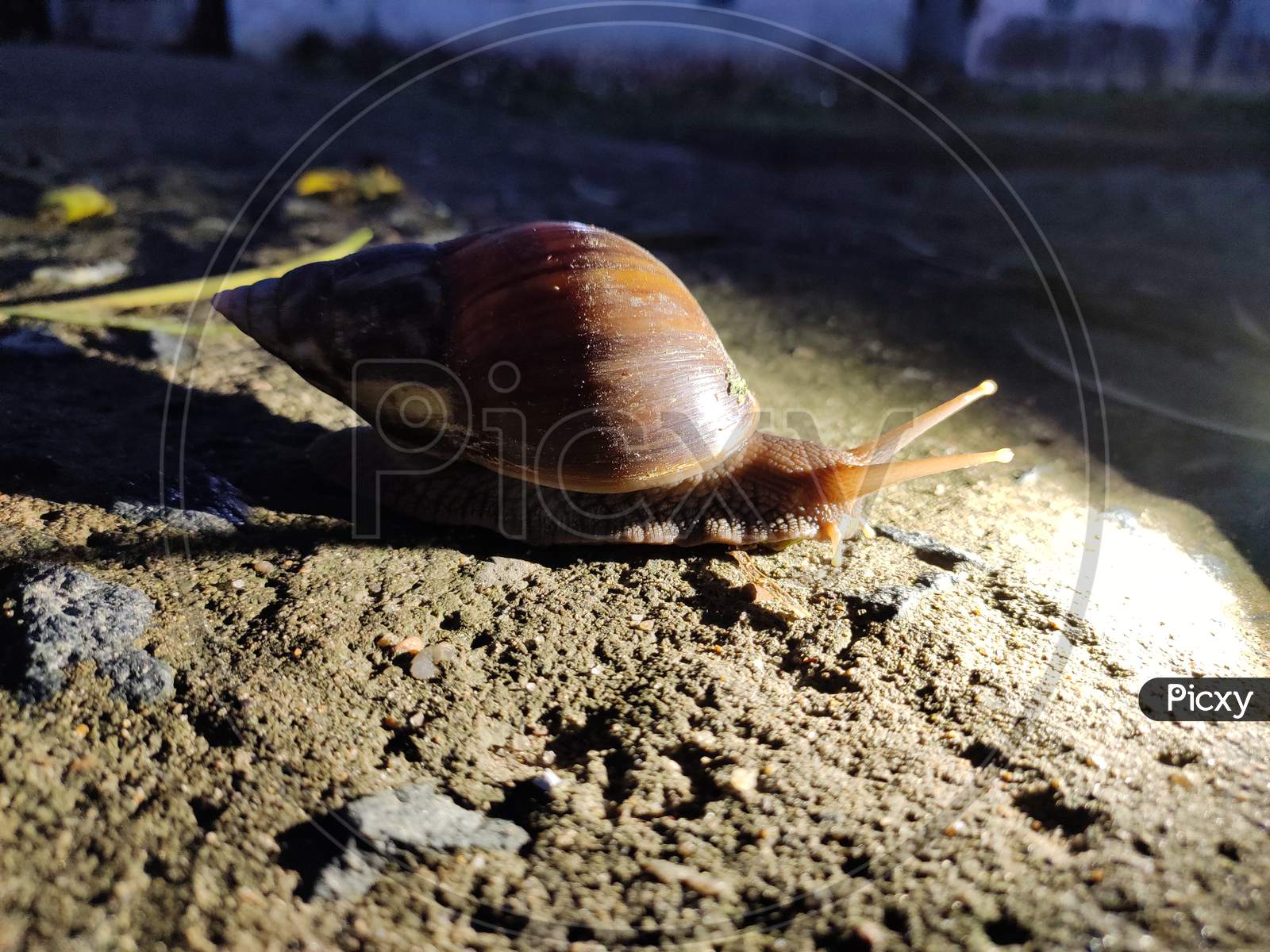 India snail.