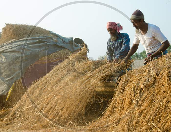 Paddy Harvesting Process.