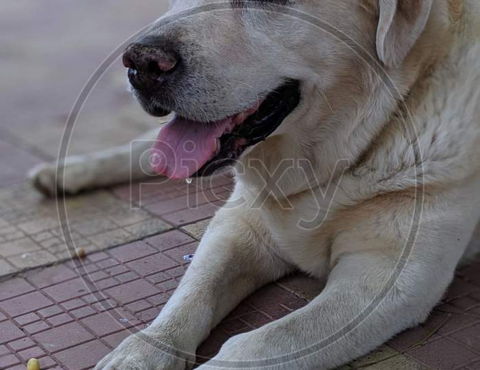 Labrador Retriever Dog.