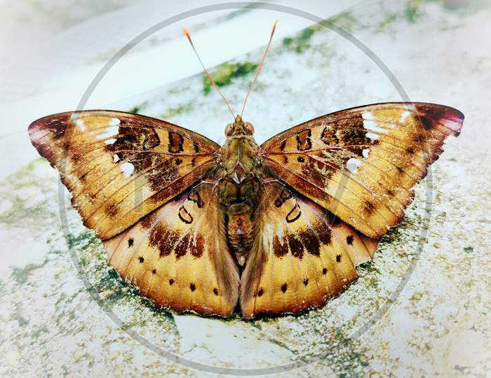 Beautiful Butterfly.