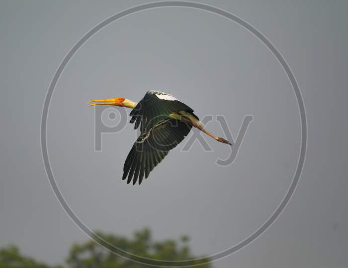 Yellow-billed stork flying