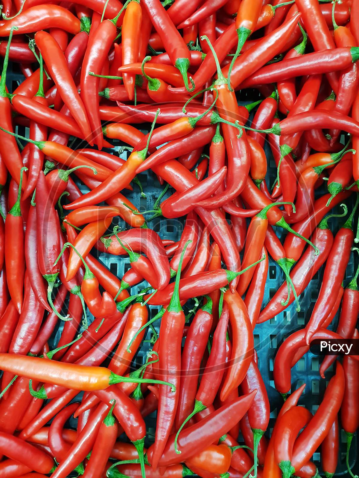 Red Hot Chili Peppers, Closeup View And For Sale In Market