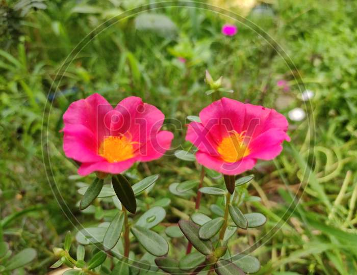 Beautiful couple of Poppy flower.