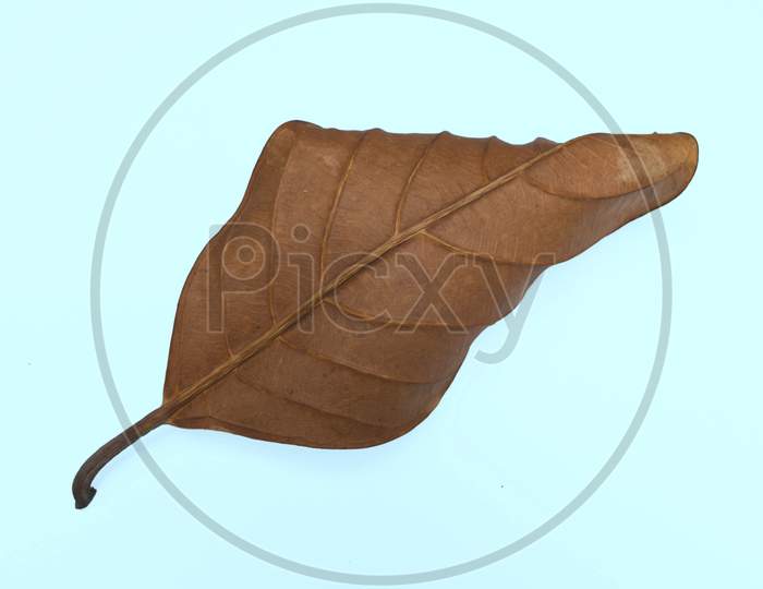 Beautiful Dry Leaf