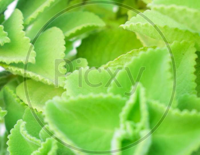 Green herb Plant