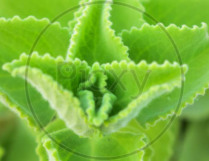 Green Herb leaf