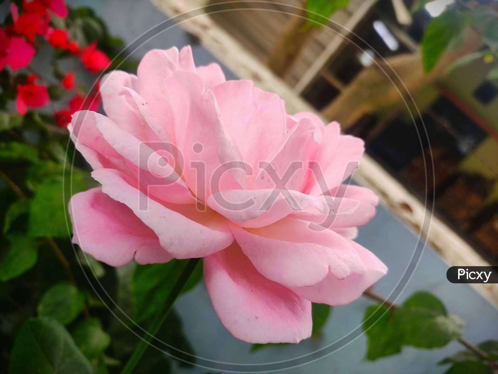 Beautiful Pink Rose.