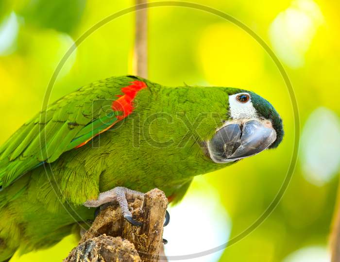 Green Macaw bird with green background