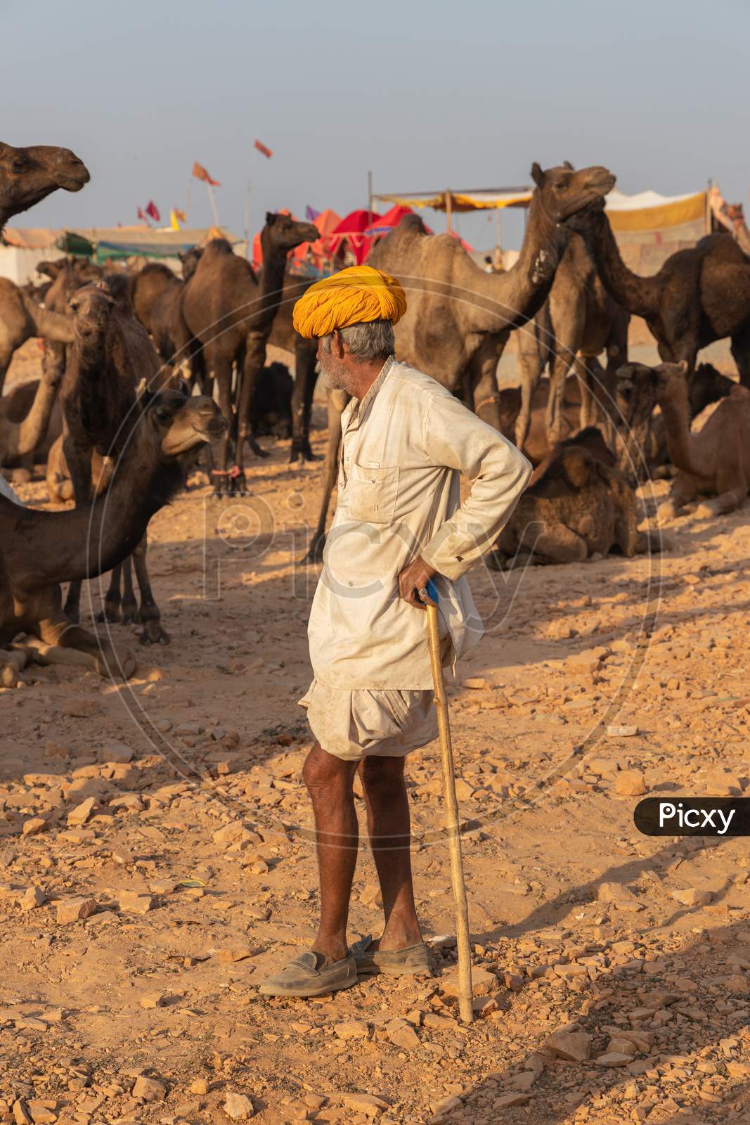 Camel traders with their camels at Pushkar
