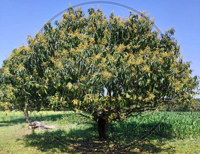 Mango flower in their tree.