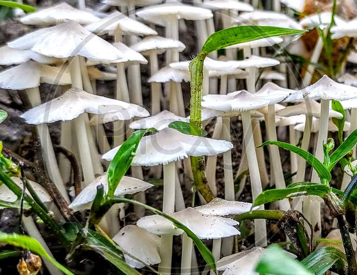 White fungi (Mashroom)