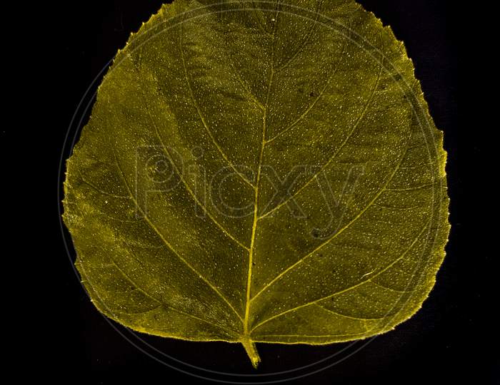 Yellow Leaf with sharp line