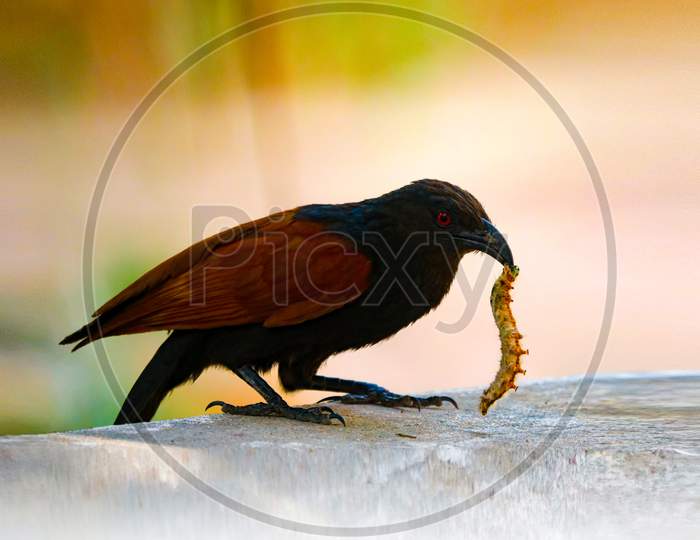 Greater Coucal eating insect