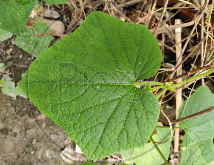 Cucumber Leaf.