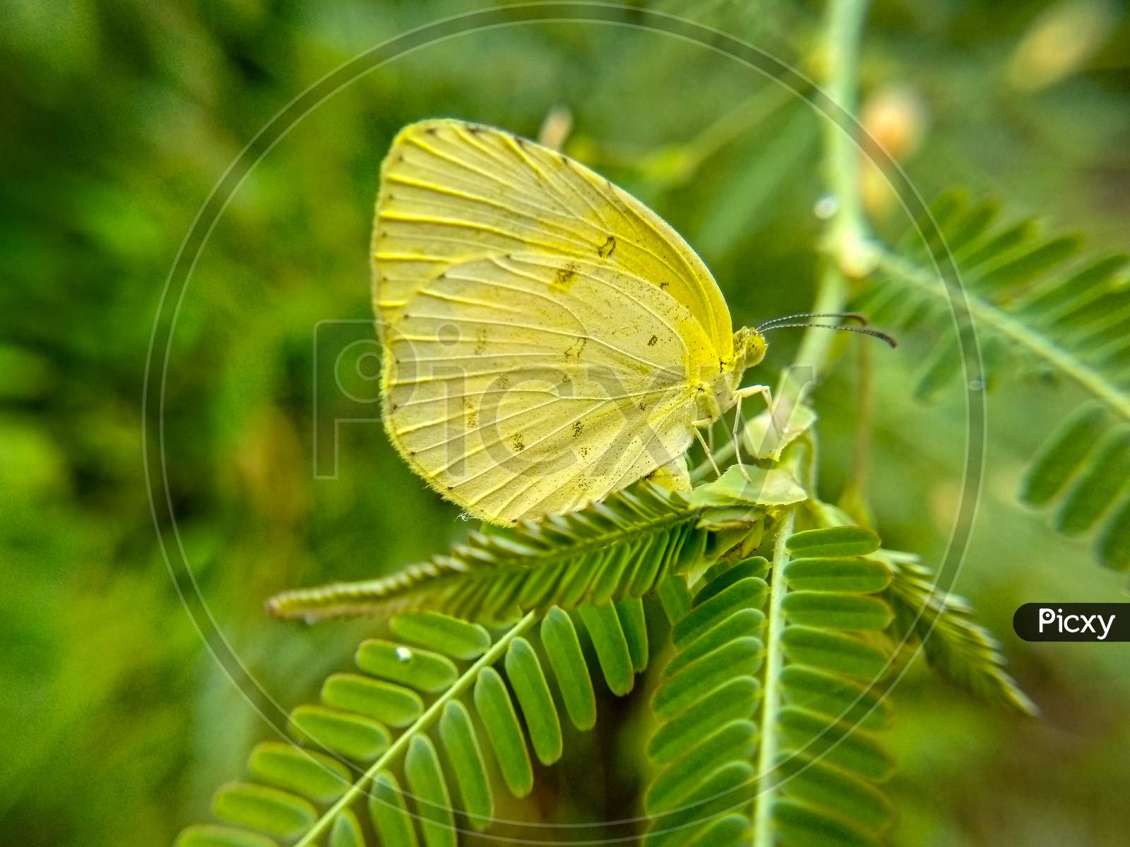 Butterfly, macro photo