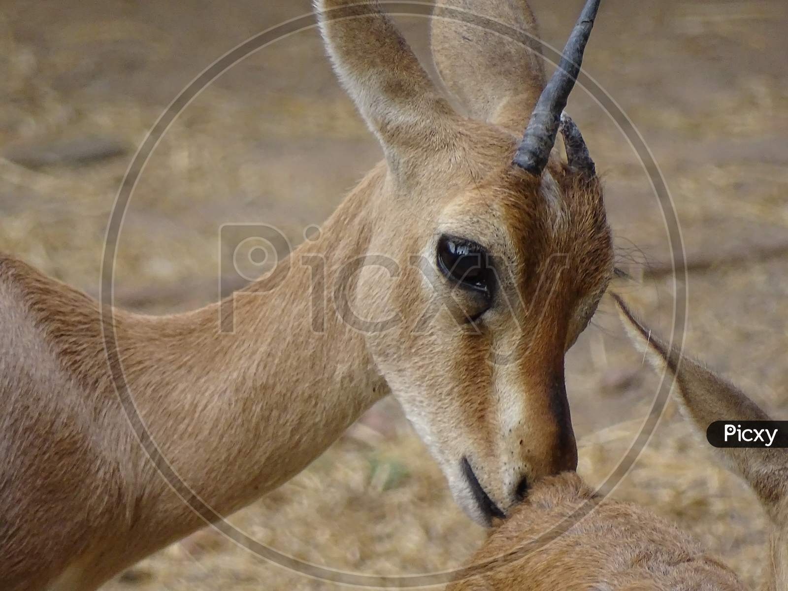 Gazelle od the wild