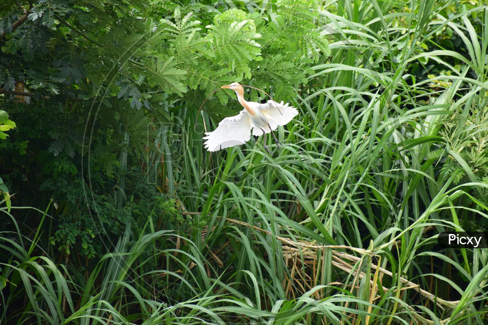 Immigrated egret bird building its nest for breeding in Ranganathittu, Shrirangapattana, Karnataka