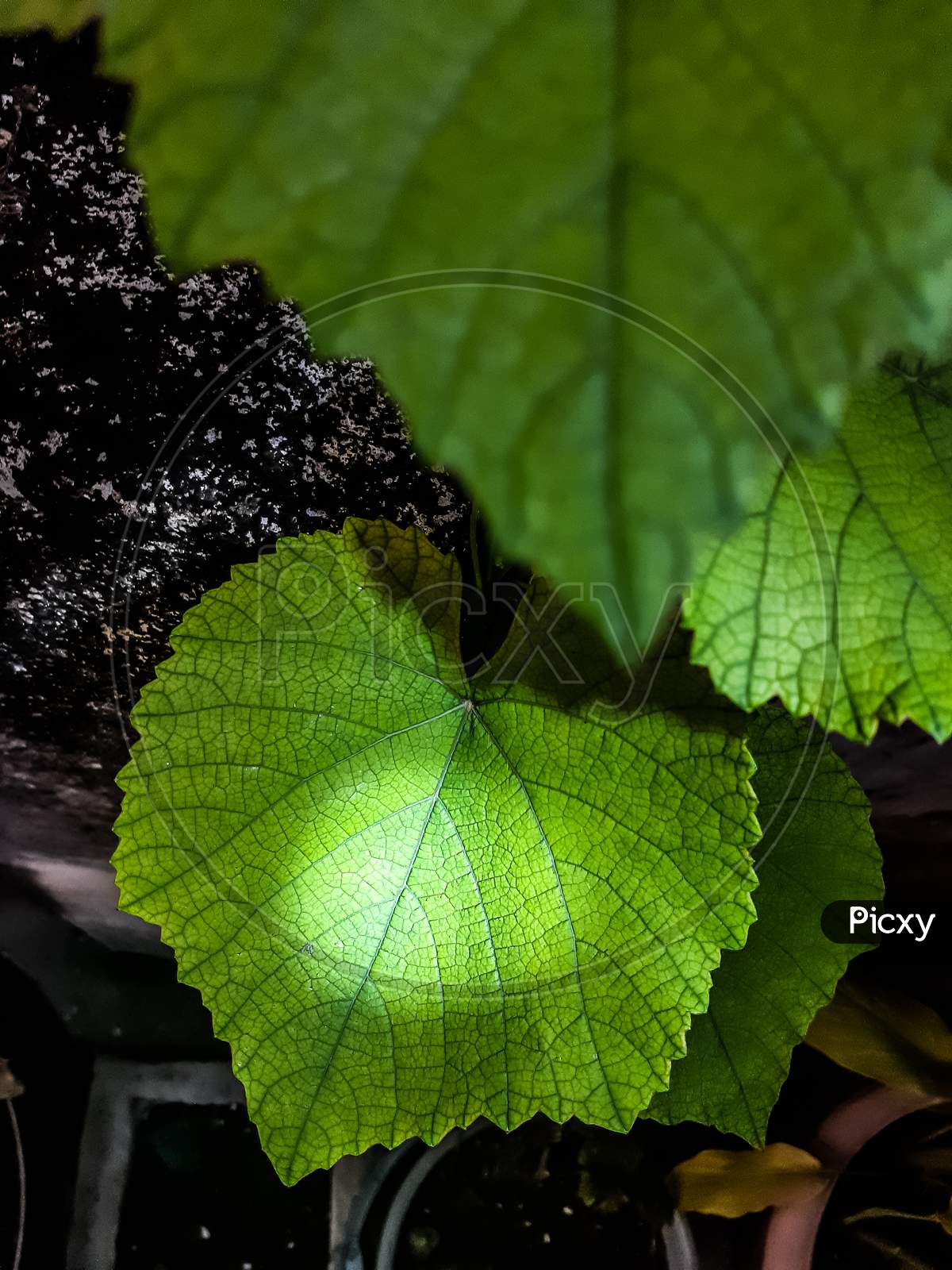 Selective focus grape leaf at low light