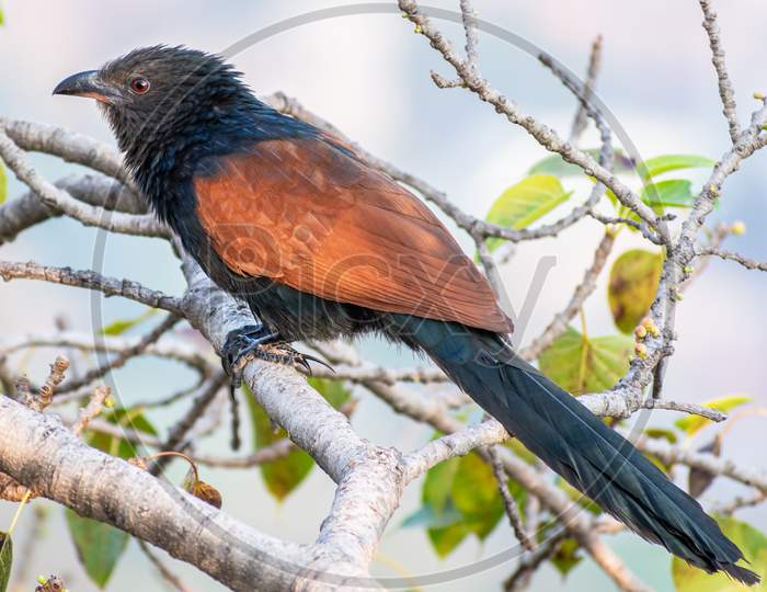 The Greater Coucal Or Crow Pheasant (Centropus Sinensis)