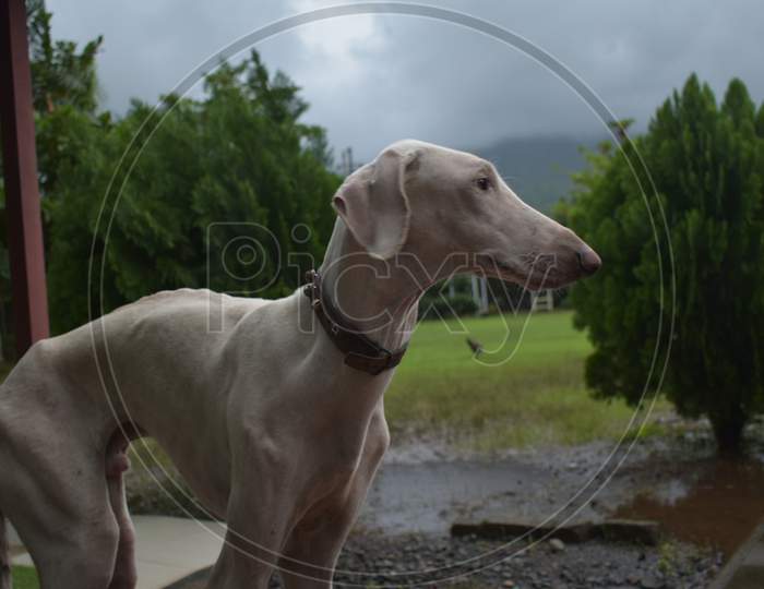Indian Mudhol hound