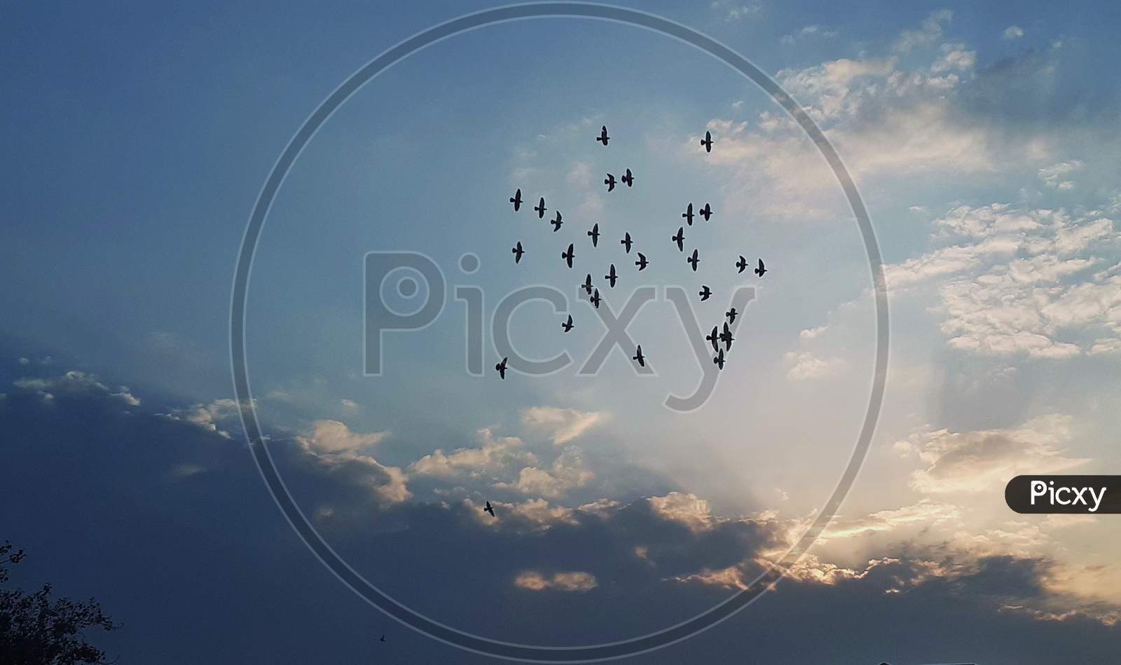 Flying birds