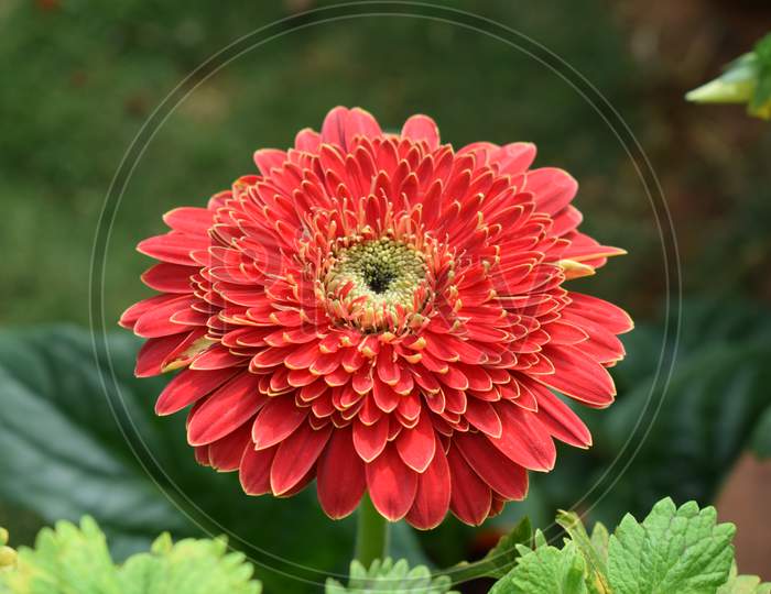 Red Gerbera flower in the garden