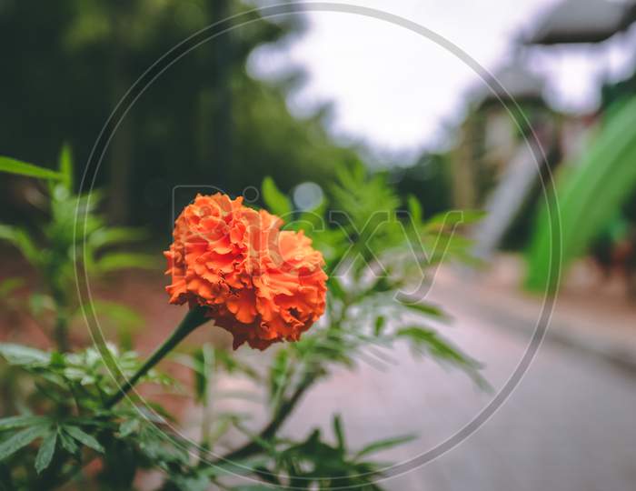 Marigold flower in Garden