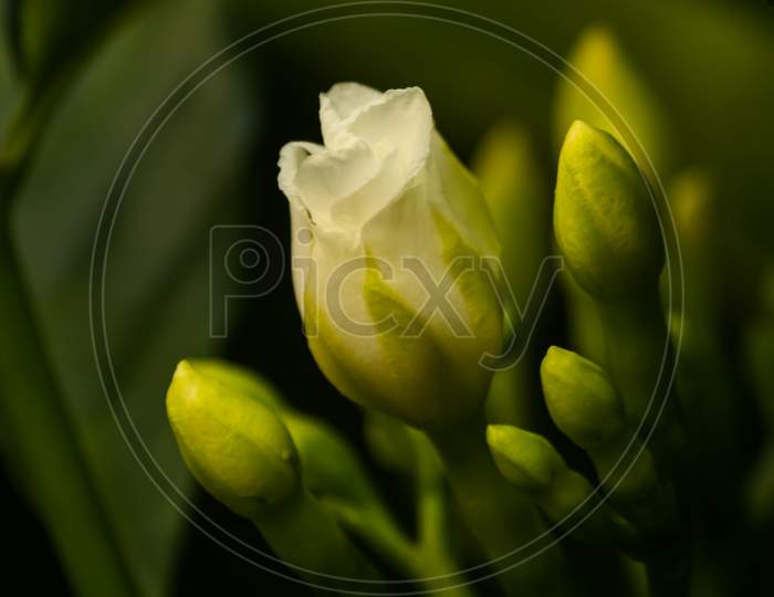 white jasmine flower surrounded with small buds on green background