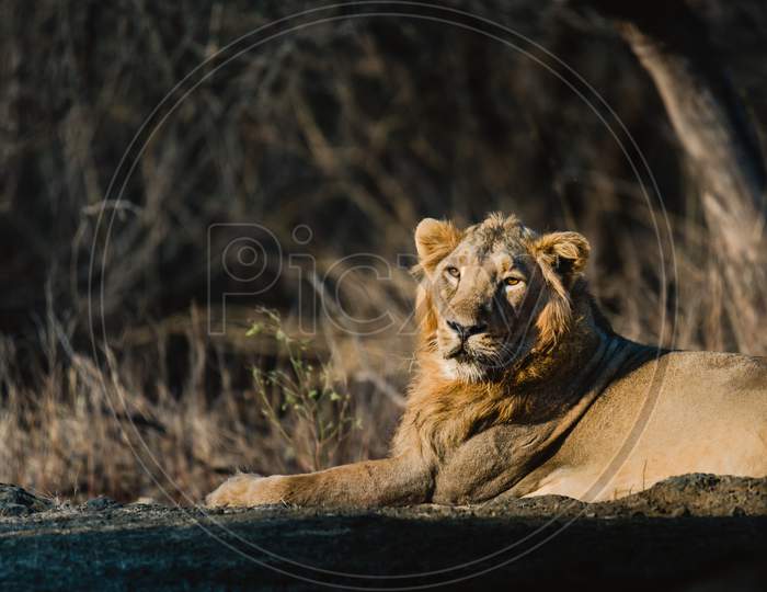 Asiatic Lion: The Pride Of Gir