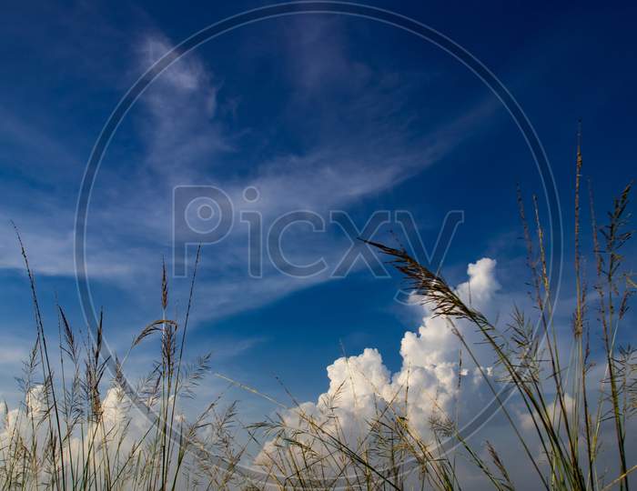 Blue Sky With Nice White Cloud And Catkin Flower