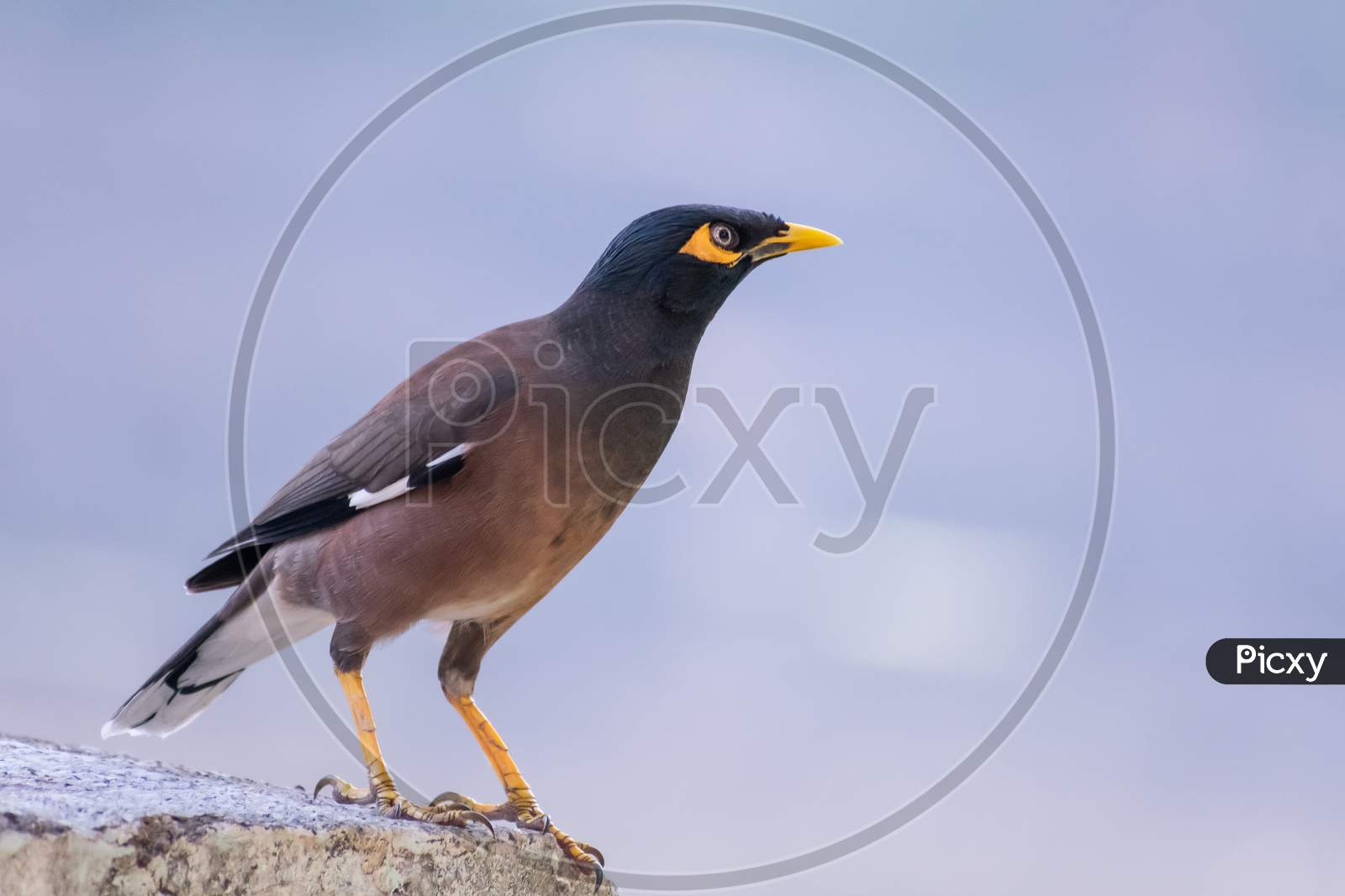 Common Myna Spotted In Pune