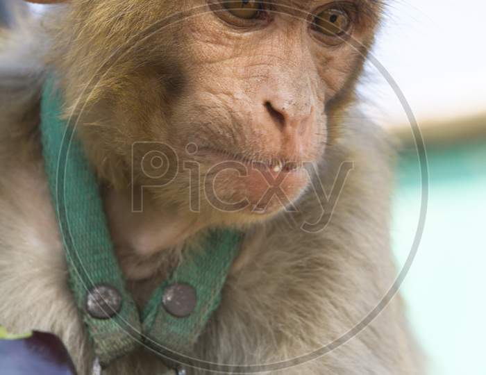 Indian Monkey